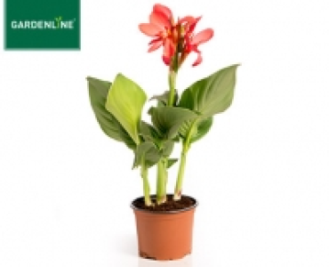 GARDENLINE®Sommerblume 1.49 €