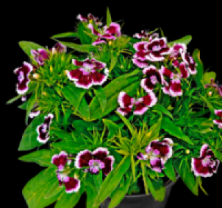 Nelken 1.49 €