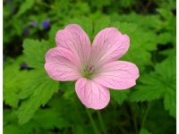 Lidl  Storchenschnabel, 3 Pflanzen, rosa blühend