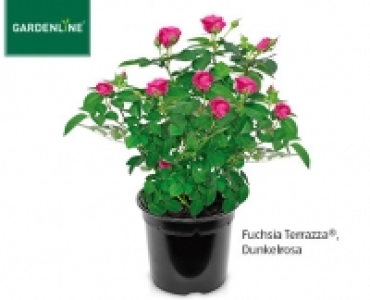 Aldi Süd  GARDENLINE®Rose, exklusiv