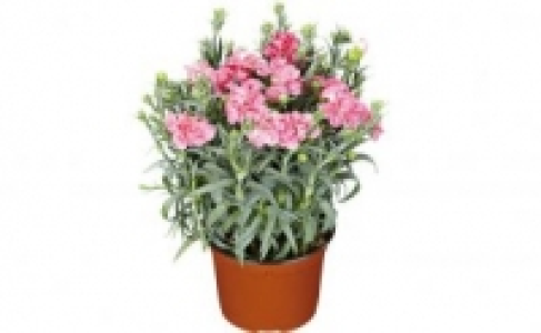 Nelken 1.99 €