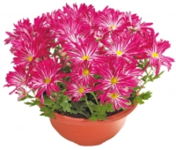 Chrysanthemen Schale 3.99&nbsp;&euro;