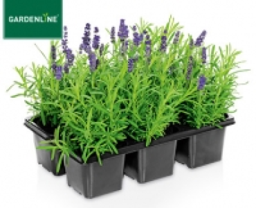 GARDENLINE®Lavendel, 6er-Tray 2.99 €