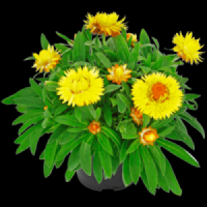 Strohblume 1.99&nbsp;&euro;