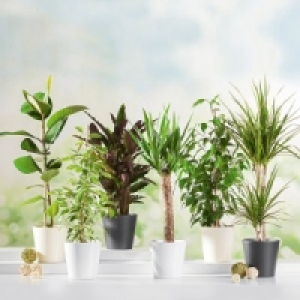 Gr&uuml;npflanzen 3.99&nbsp;&euro;