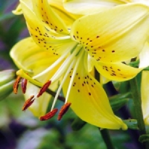 Asiatische Lilie 1.99&nbsp;&euro;