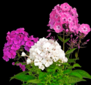 Flammenblume 4.99&nbsp;&euro;