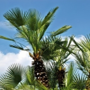 Palme 4.99 €