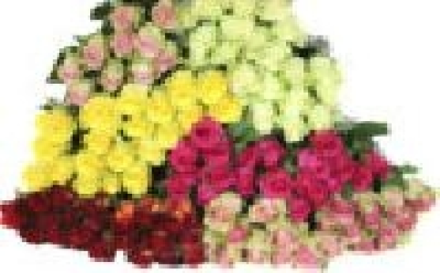 Premium-Rosen 4.99 €
