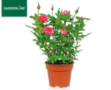 GARDENLINE®Rose 1.29 €