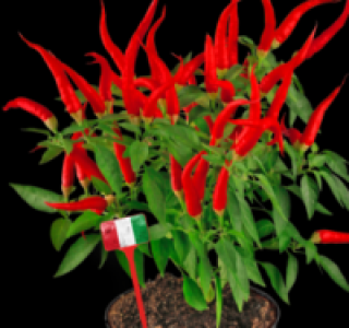 Chili 3.99&nbsp;&euro;