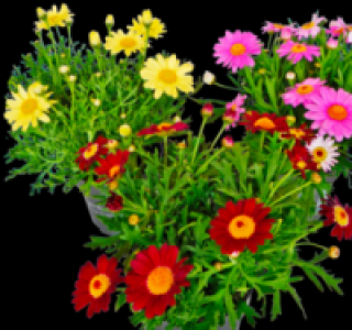 Strauchmargerite 1.49&nbsp;&euro;