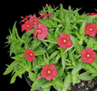 Flammenblume 1.49&nbsp;&euro;