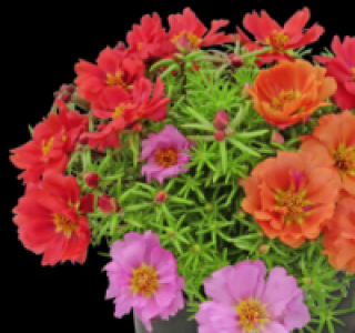 Portulakröschen 1.49 €