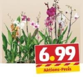 Orchideen 6.99 €