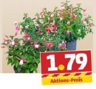 Fuchsie 1.79 €