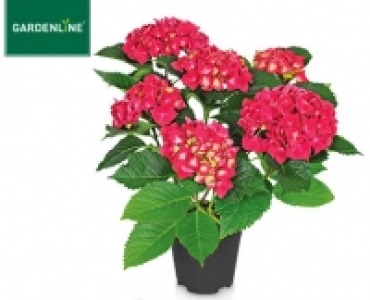 GARDENLINE®Hortensie 4.99 €