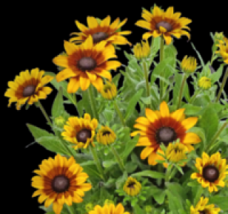 Sonnenhut 7.99 €
