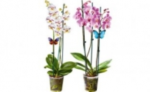 Netto  Premium Orchideen