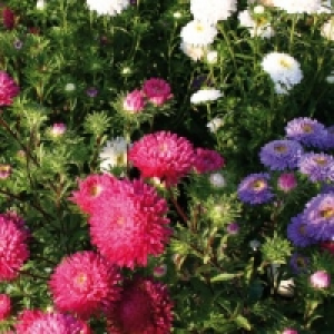 Sommeraster 1.99&nbsp;&euro;