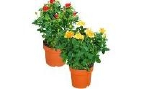 Rosenbusch 5.99 €