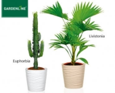 GARDENLINE®Pflanzenrarität 12.99 €