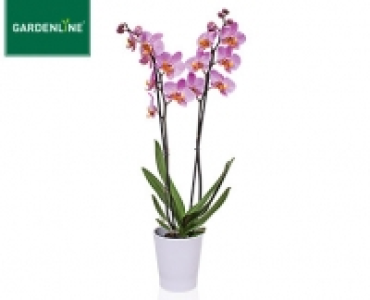 GARDENLINE®Orchidee im Keramiktopf 6.99 €