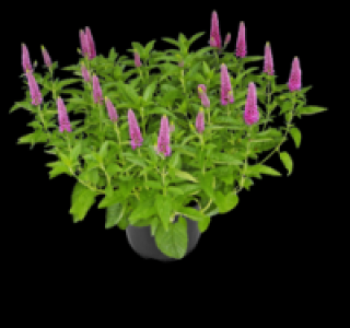 Veronica 4.99 €