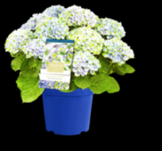Hortensie Magical 9.99&nbsp;&euro;