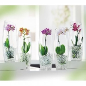 Mini-Phalaenopsis 6.99 €