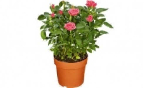 Rosenbusch 3.99 €