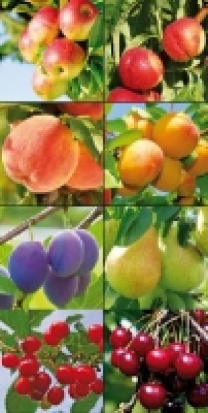 Zwergobstbaum 9.99 €
