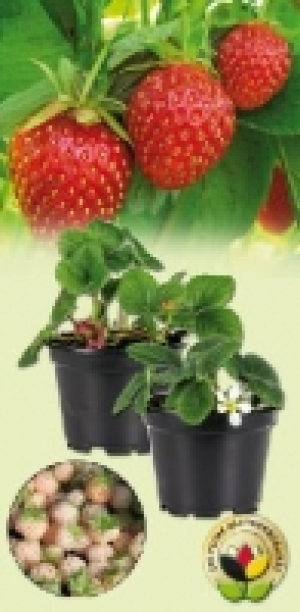 Erdbeerpflanze 1.59 €