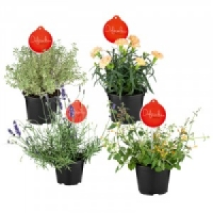 Stauden Mix 1.99 €