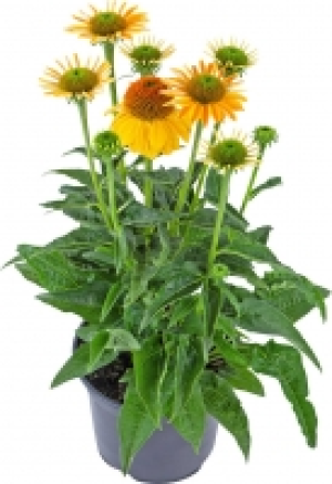 Sonnenhut 4.44 €