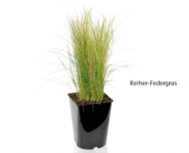 GARDENLINE®Winterhartes Ziergras 4.99 €