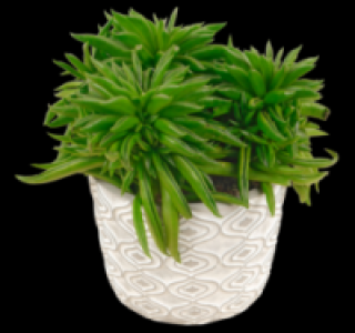 Sukkulenten 3.99&nbsp;&euro;