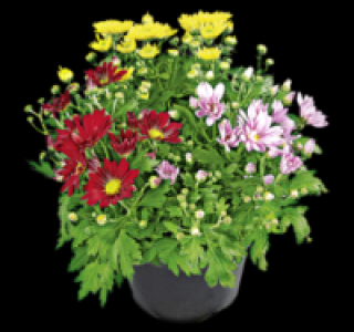 Bunte Chrysantheme 2.49 €