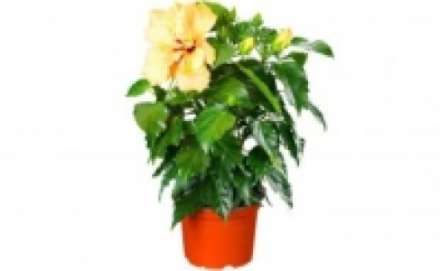 Hibiskus 2.99 €