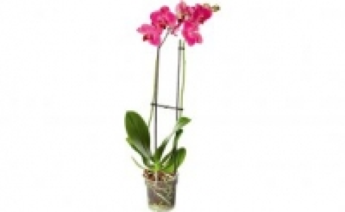 Schmetterlingsorchideen 5.79 €