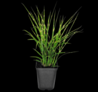 Verschiedene Gräser 3.49 €