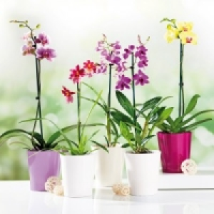 Orchideen-Mix 5.99 €