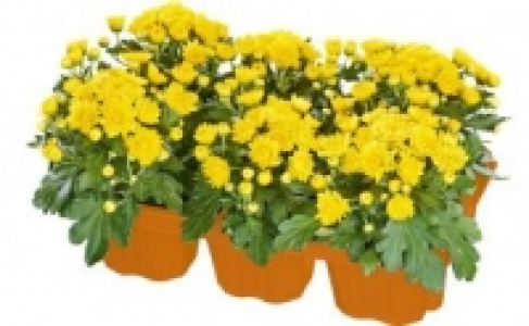 Herbst-Mix 2.49 €