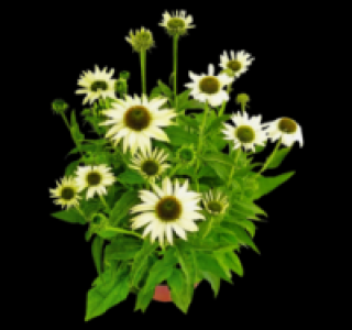 Sonnenhut 6.99 €