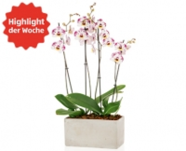GARDENLINE®Exklusives Orchideen-Arrangement 12.99 €