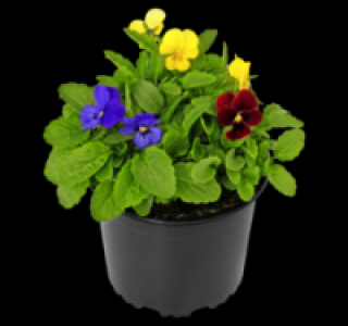 Hornveilchen 0.99 €