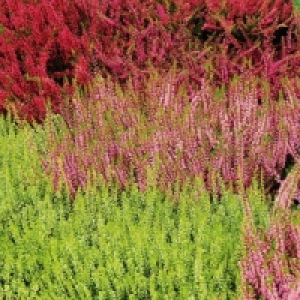 Calluna 2.99 €