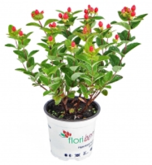Herbstpflanzen Mix 2.99 €