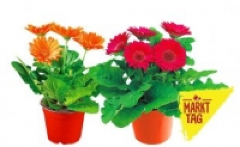 Gerbera 1.99&nbsp;&euro;