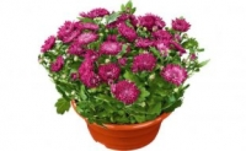 Chrysanthemen-Schale 2.99&nbsp;&euro;